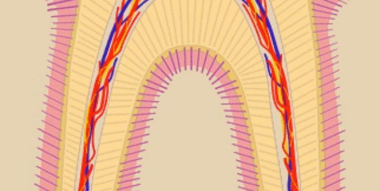 dental pulp