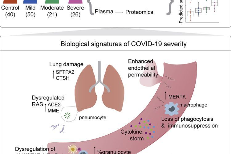 Biological markers of Covid-19 severity